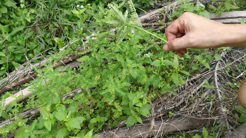 Phyllanthus urinaria Stock Footage 163188281