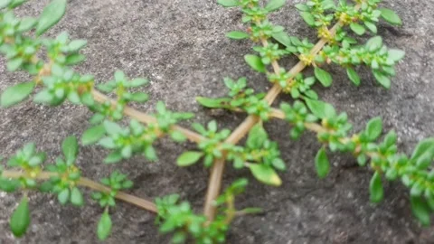 Phyllanthus virgatus Stock Footage 171484976