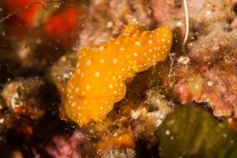 Phyllidia flava Foto stock