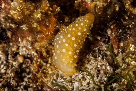 Phyllidia flava Foto stock