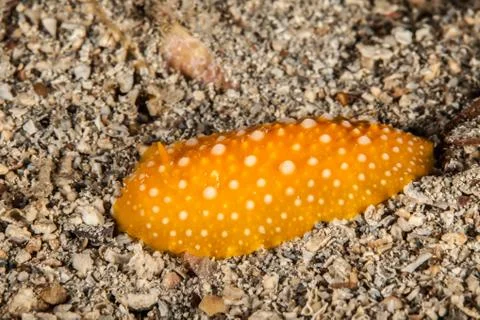 Phyllidia flava Stock Photos