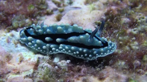 Phyllidia Slug Stock Footage 22309020