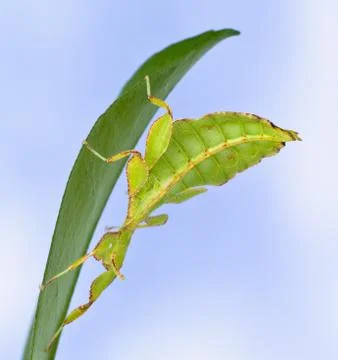 Phylliidae Stock Photos