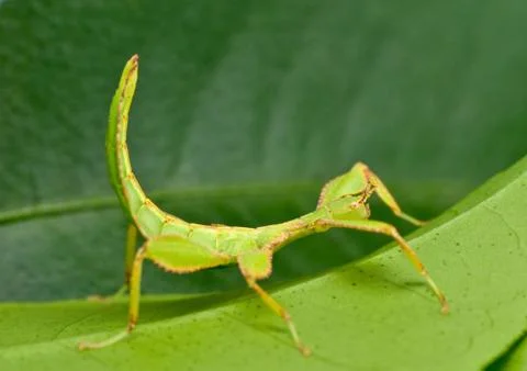 Phylliidae Stock Photos