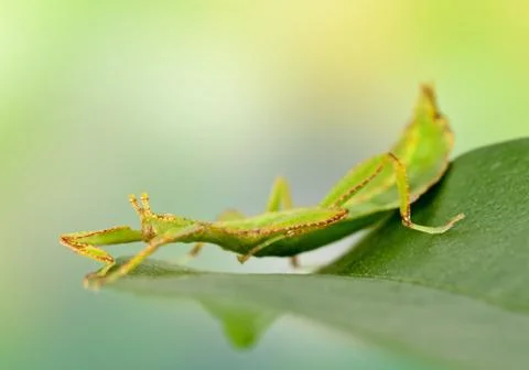 Phylliidae Stock Photos