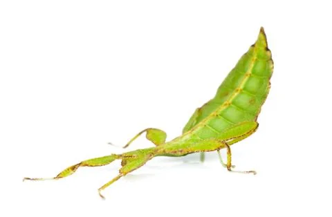 Phylliidae Stock Photos