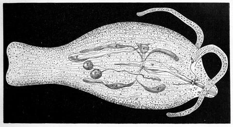 Phylliroe bucephala tree snail a parasitic species of pelagic nudibranch a Illustration