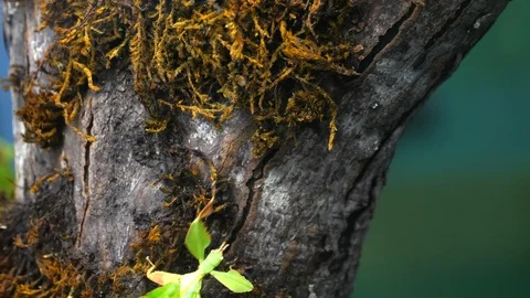 Phyllium Green Bug Insect Close Up on Tree Bark, Walking Big Animal  Video stock 119677277