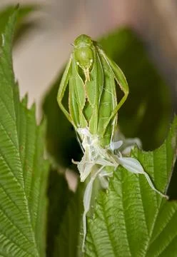 Phyllium Walking leaf takes off its clothes Stock Photos