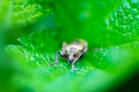 Phyllobius pyri, the Common Leaf Weevil, is a species of broad-nosed weevil.. Stock Photos