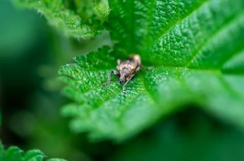 Phyllobius pyri, the Common Leaf Weevil, is a species of broad-nosed weevil.. Stock-Fotos