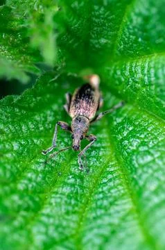 Phyllobius pyri, the Common Leaf Weevil, is a species of broad-nosed weevil.. Stock-Fotos