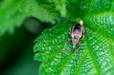 Phyllobius pyri, the Common Leaf Weevil, is a species of broad-nosed weevil.. Stock-Fotos