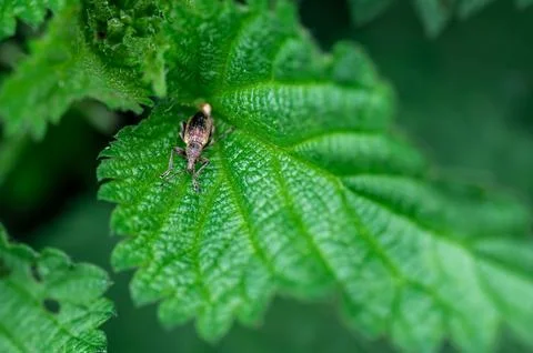 Phyllobius pyri, the Common Leaf Weevil, is a species of broad-nosed weevil.. Stock-Fotos