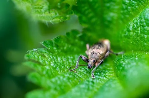 Phyllobius pyri, the Common Leaf Weevil, is a species of broad-nosed weevil.. Stock Photos