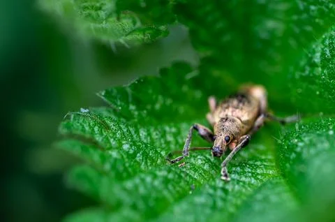 Phyllobius pyri, the Common Leaf Weevil, is a species of broad-nosed weevil.. Stock-Fotos