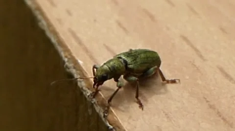 Phyllobius Weevil looking over the edge of a piece of furniture 4 of 5 Stock Footage 41385634