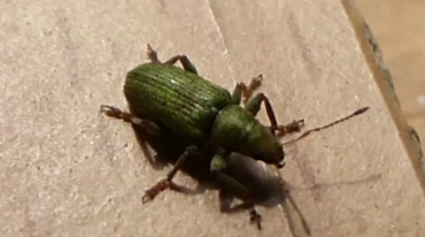 Phyllobius Weevil standing still, light wind blows its antennae 2 of 5 Stock Footage 41385596