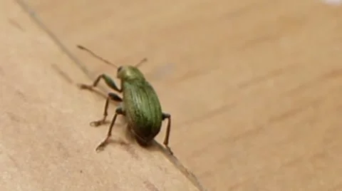 Phyllobius Weevil takes a step 5 of 5 Stock Footage 41385632