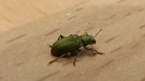 Phyllobius Weevil turns to the left and rests, wind blows its antennae 1 of 5 Stock Footage 41385583