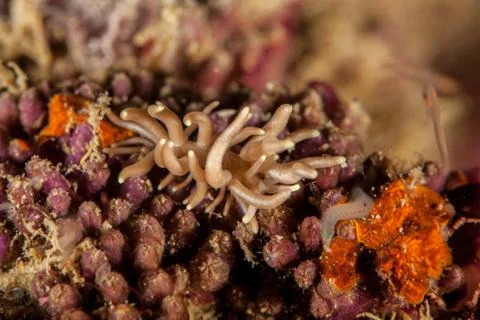 Phyllodesmium briareum Stock Photos