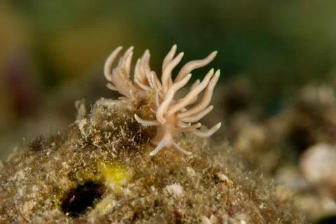 Phyllodesmium briareum Foto stock