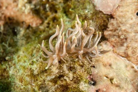 Phyllodesmium briareum Foto stock