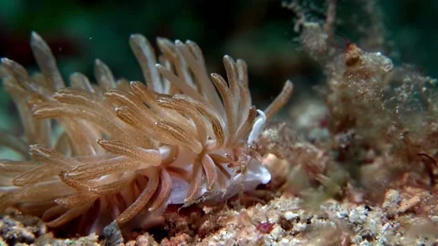 Phyllodesmium nudibranch Stock Footage 201233284