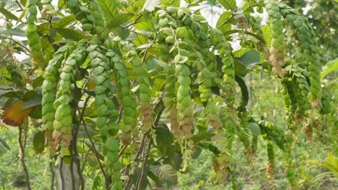 Phyllodium pulchellum Video stock 340641548