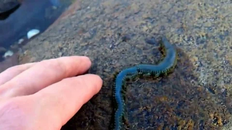 Phyllodocidae rescued, and returned to salt water Stock Footage 75526567