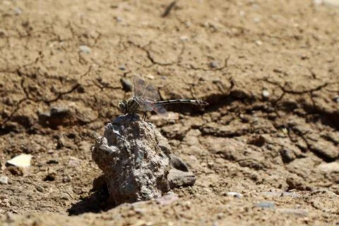 Phyllogomphoides stigmatus in the desert Stock Photos