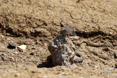 Phyllogomphoides stigmatus on the stone Stock Photos