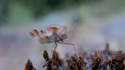 Phyllomorpha laciniata (the golden egg bug) in natural habitat Stock Footage 151686934