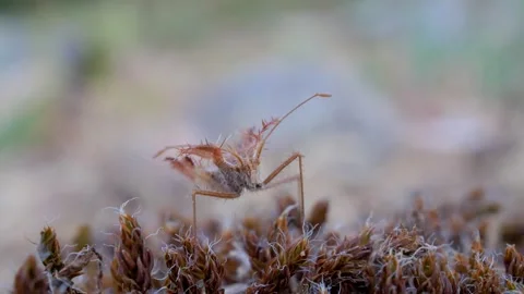 Phyllomorpha laciniata (the golden egg bug) in natural habitat Stock Footage 152321464