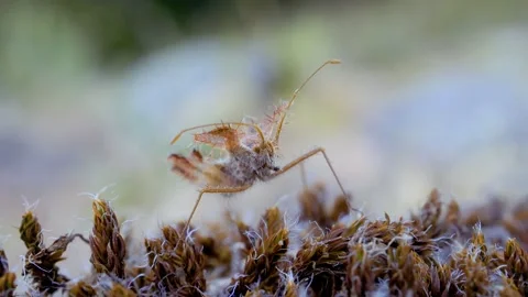 Phyllomorpha laciniata (the golden egg bug) in natural habitat Stock Footage 154497250