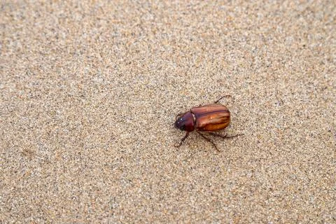 Phyllophaga bug is crawling through sand. Stock Photos