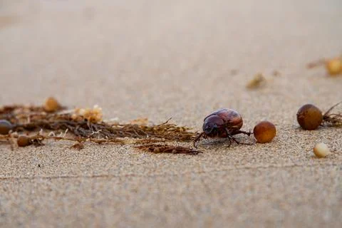 Phyllophaga bug crawling through sand and obstacles at the beach. Stock Photos