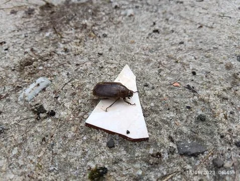 Phyllophaga Stockfoto's