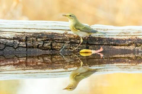 Phylloscopus collybita Stock Photos