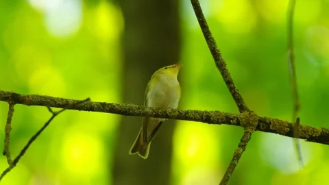 Phylloscopus sibilatrix bird Video stock 241918966