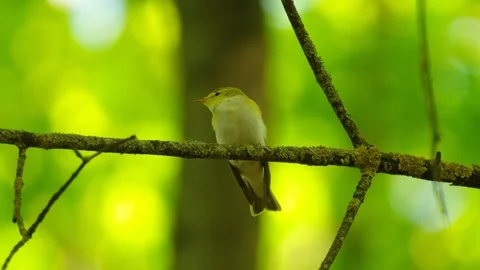 Phylloscopus sibilatrix Video stock 241918980
