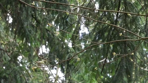 Phylloscopus sibilatrix on a tree branch in the forest. 스톡 동영상 129378368