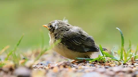 Phylloscopus trochilus Stock Footage 10686711