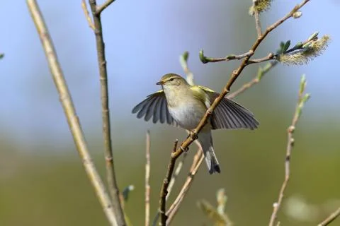 Phylloscopus trochilus. Warbler in spring with open wings Fotos de archivo