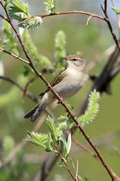 Phylloscopus trochilus. Willow Warbler close-up in the north of Russia 스톡 사진
