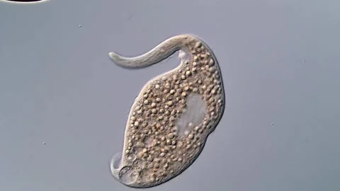 Phylum ciliophora dileptus under DIC microscope view 库存影片 310356205