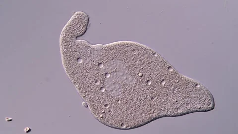 Phylum ciliophora microscopic view 库存影片 310495166