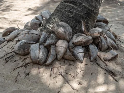 Phylum of coconut tree decorated by coconut clusters. Stock Photos