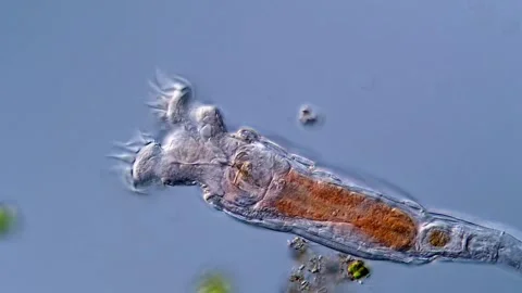 Phylum rotifera: Rotifer under the microscope 库存影片 310307508