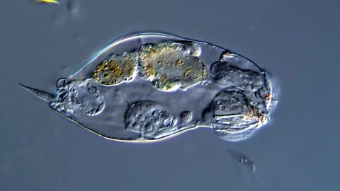 Phylum rotifera (Rotifer,400x) Vídeos de archivo 310649026